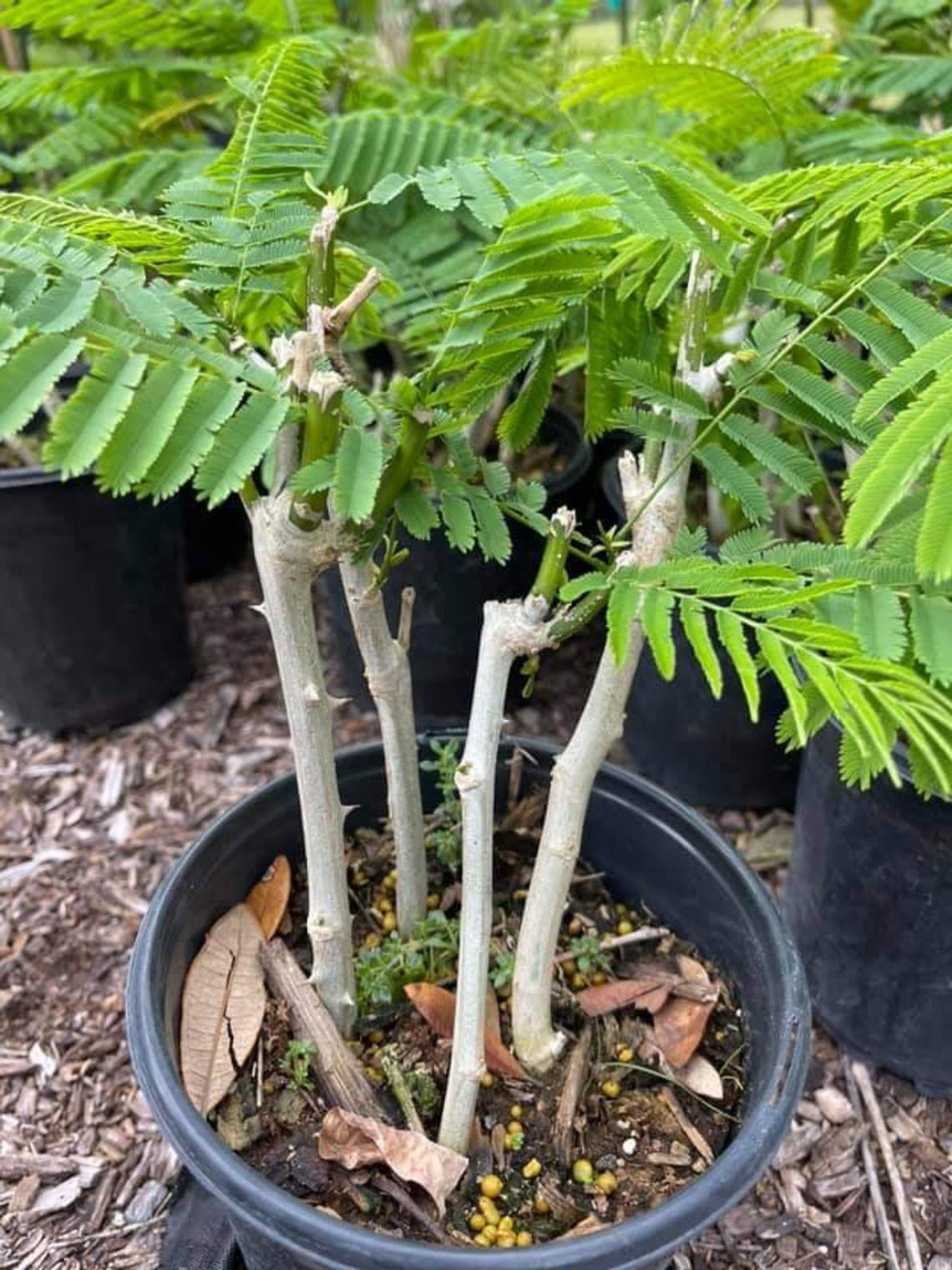 coin plant Chinese Money Plant